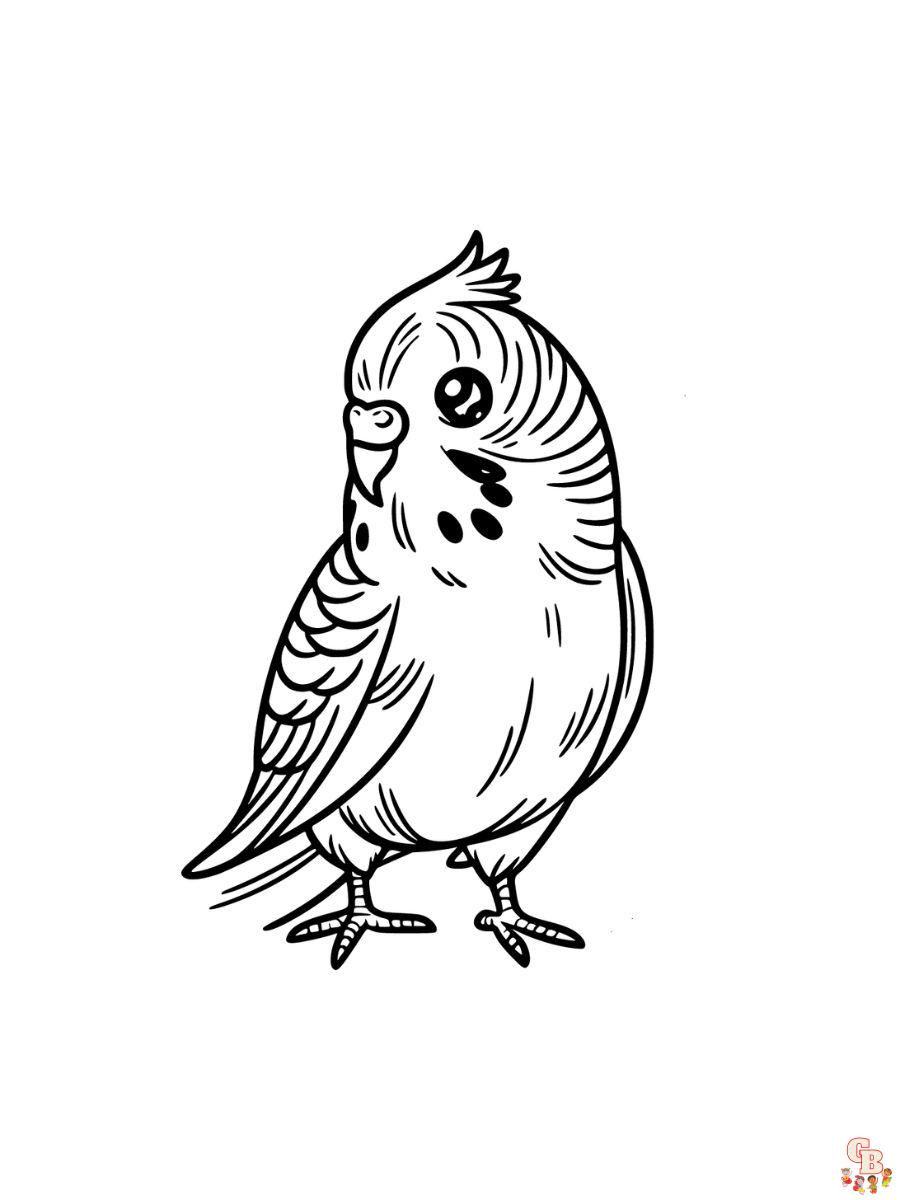 Budgies Coloring Page