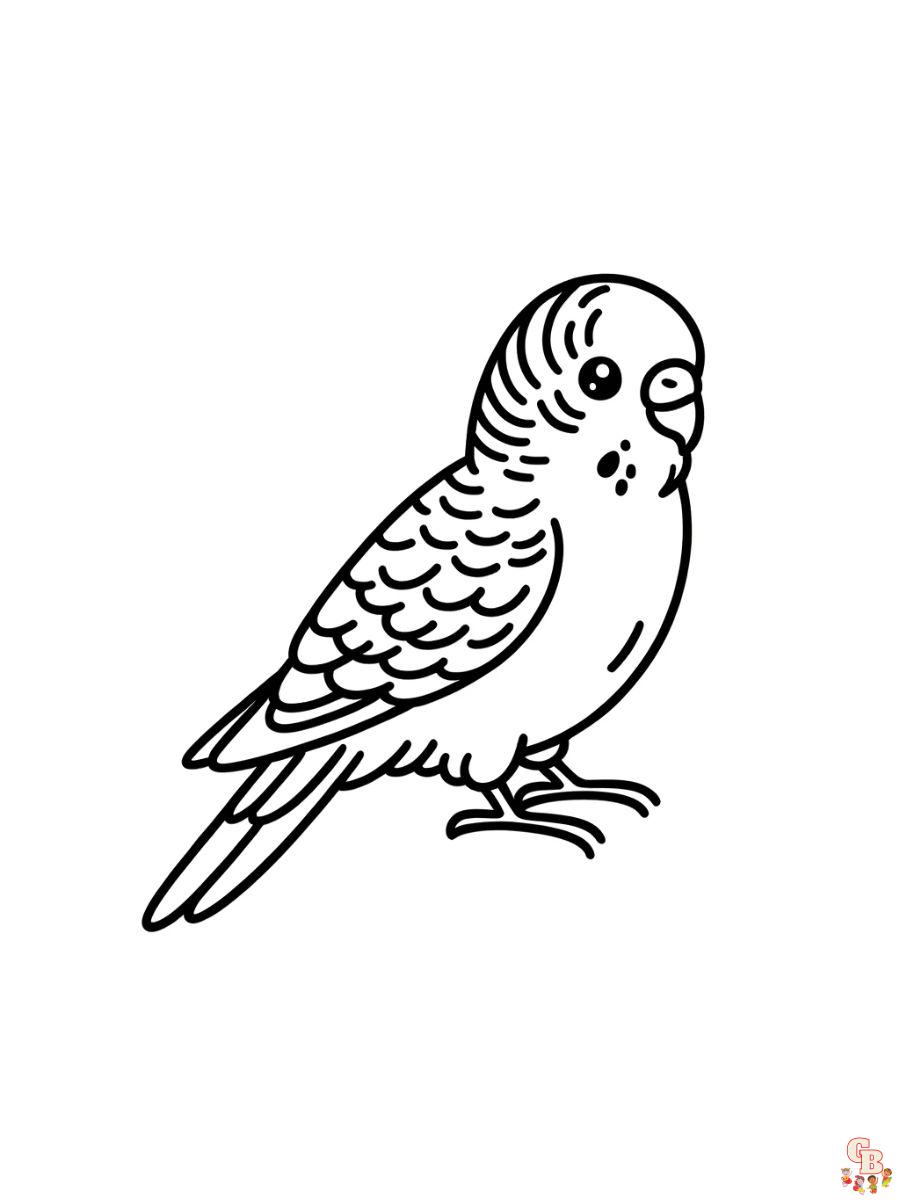 Budgies Coloring Pages free