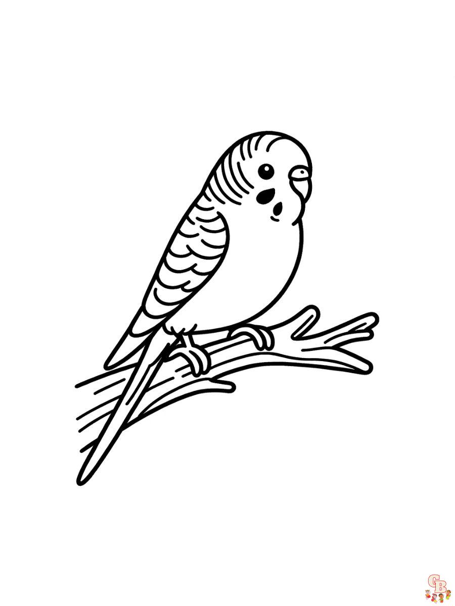 Budgies Coloring Pages printable