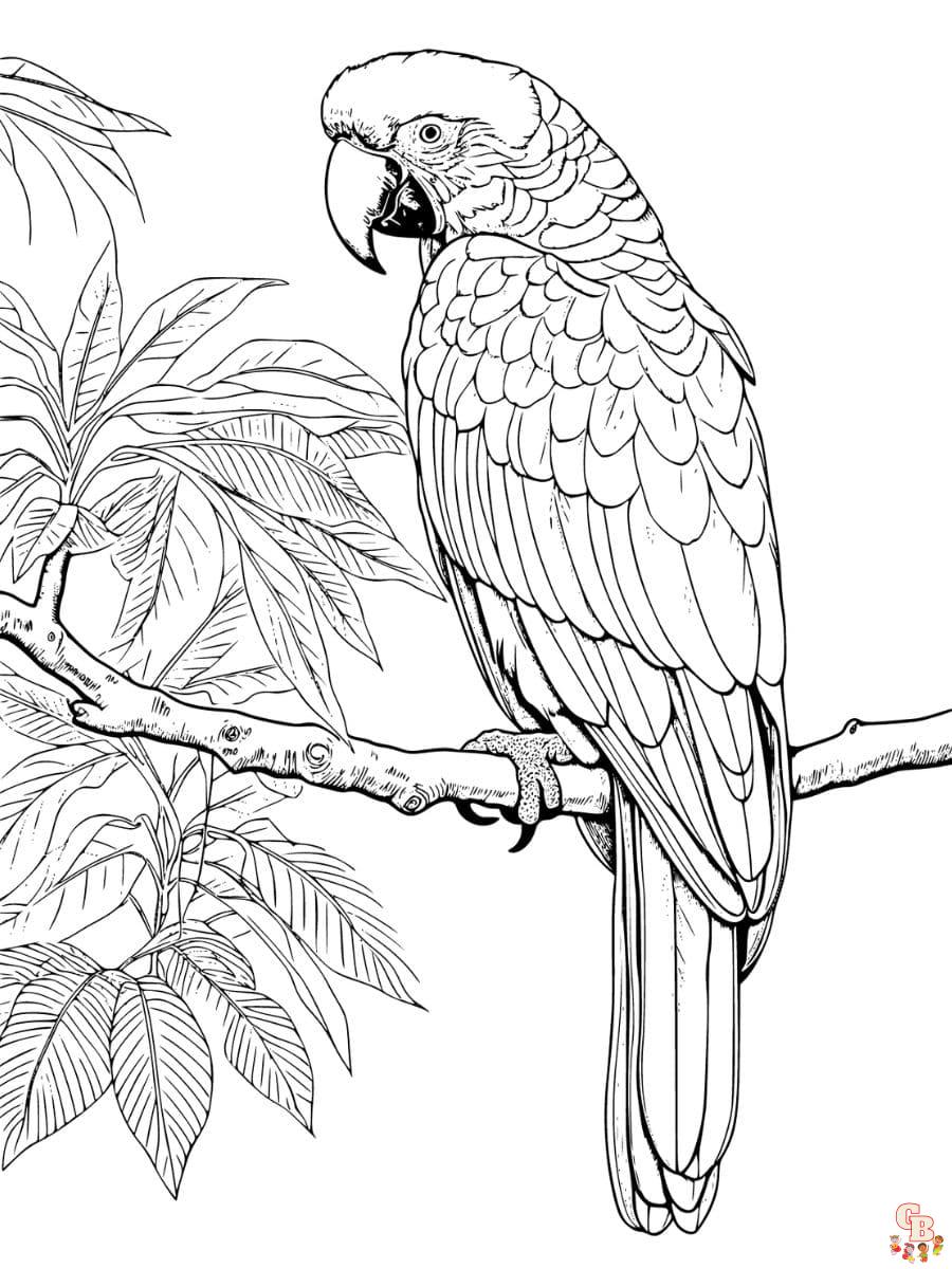 parrot coloring page