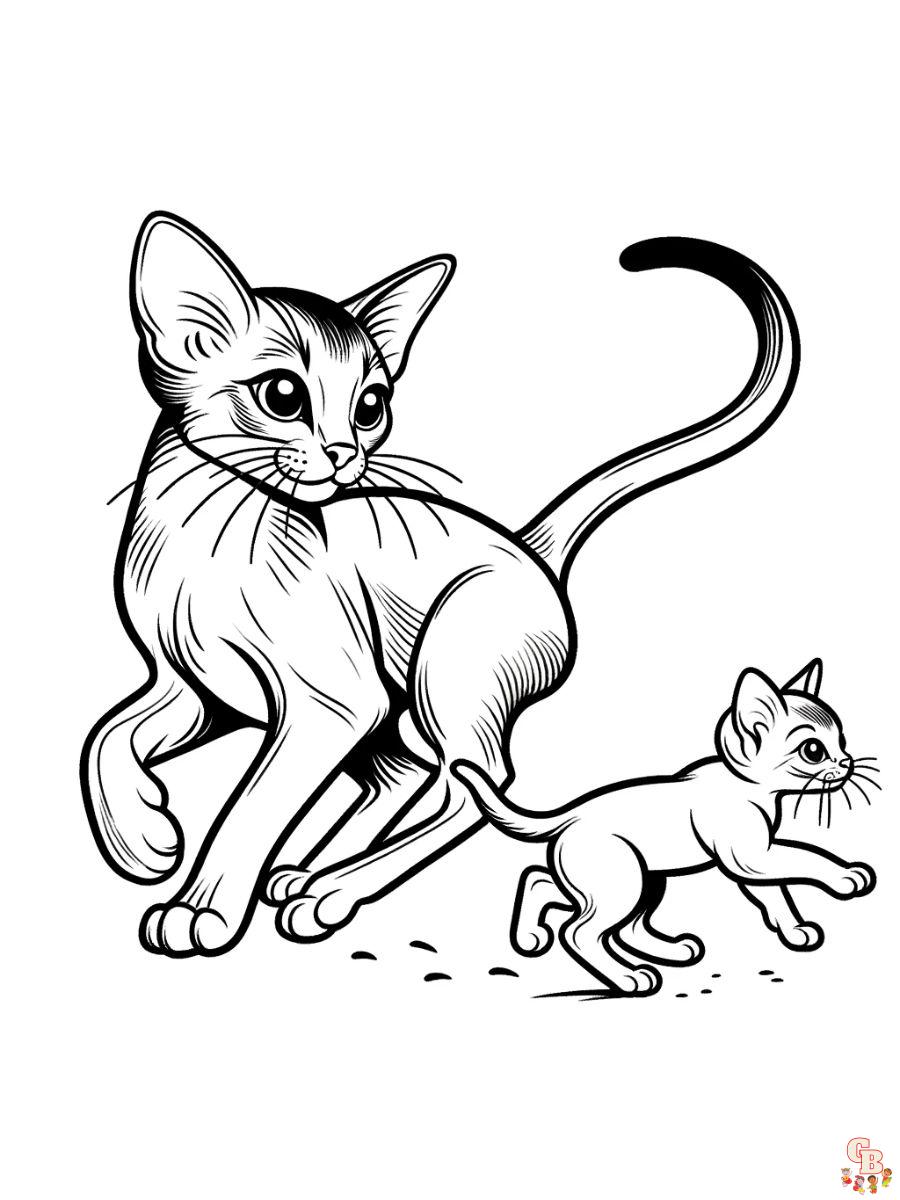 Abyssinian cat coloring pages for kids