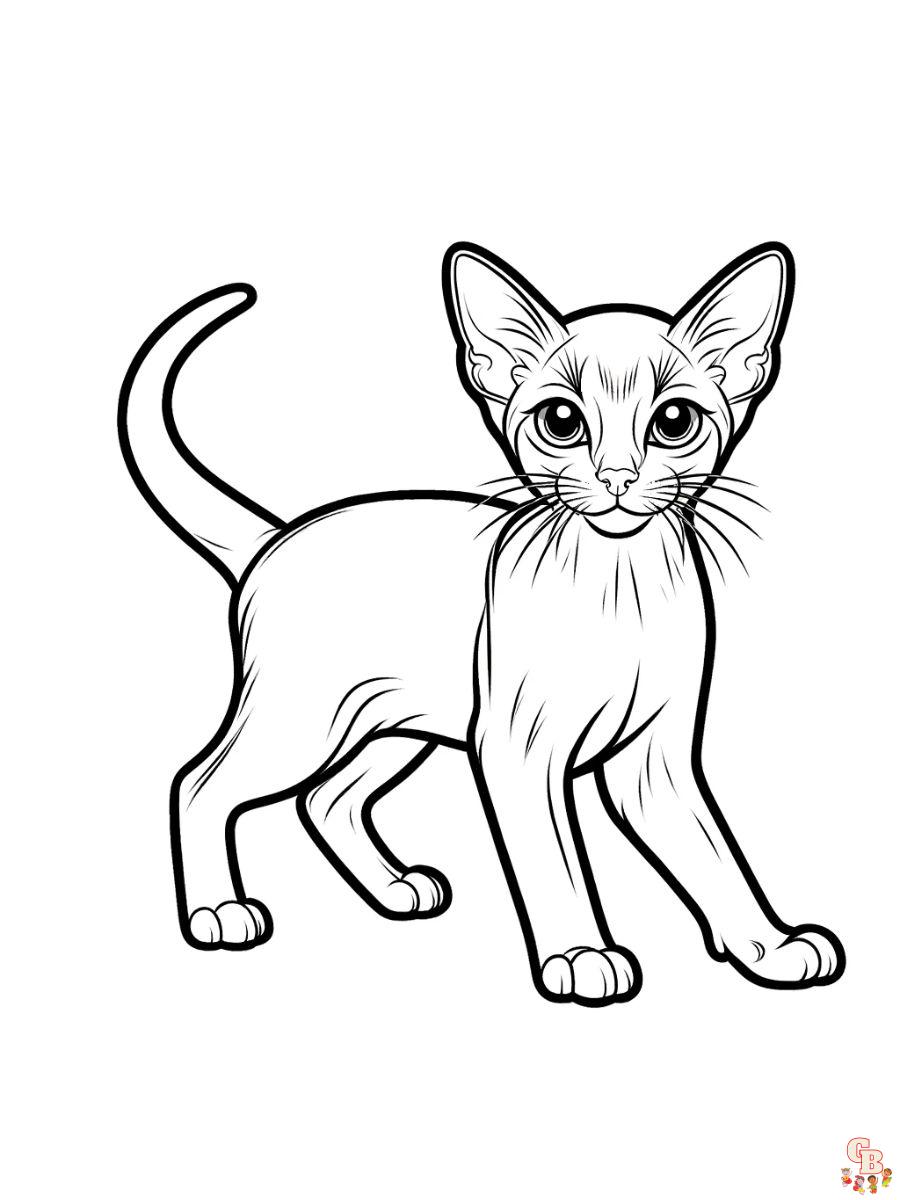 Abyssinian cat coloring pages free