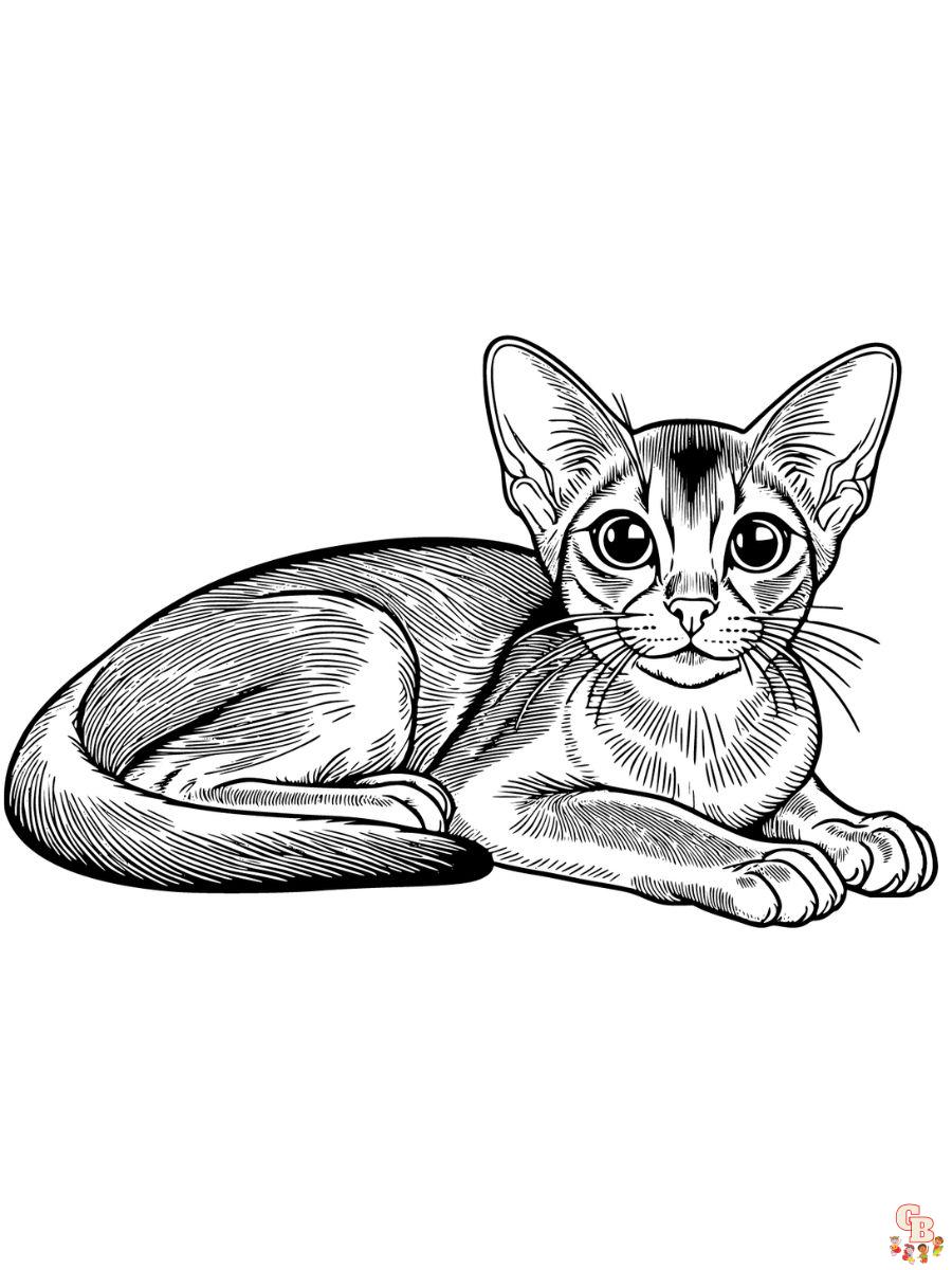 Abyssinian cat coloring pages printable