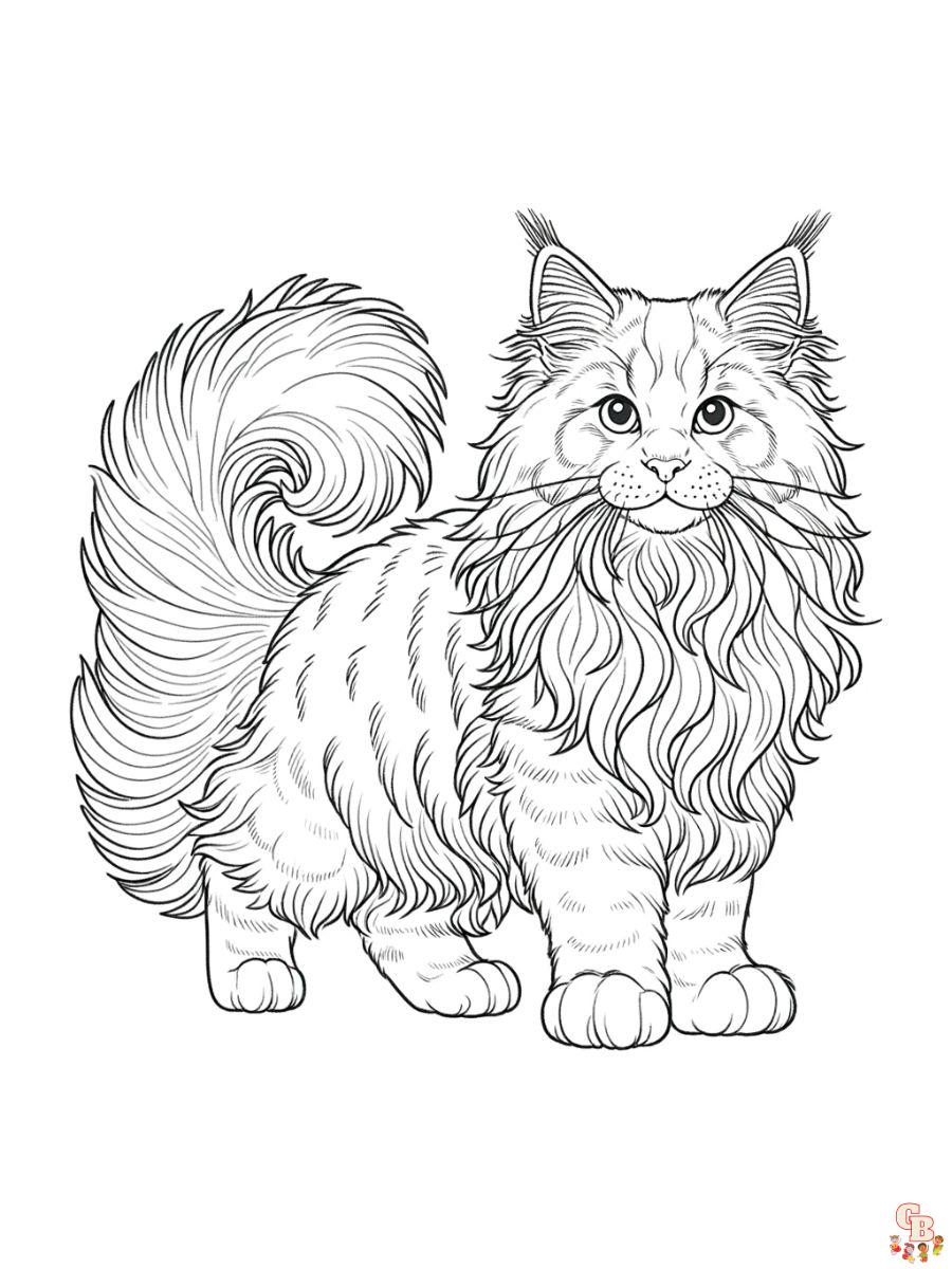 Maine Coon colorring page