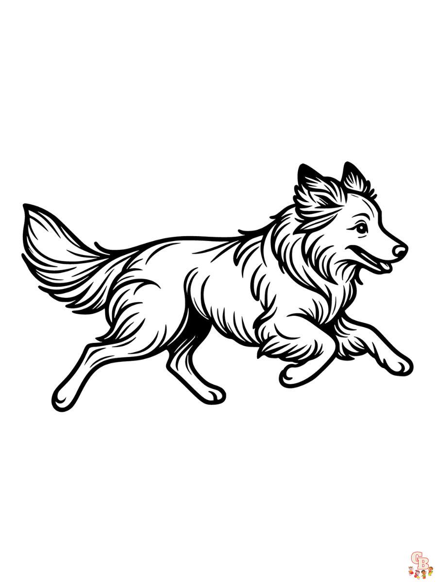 border collie coloring page