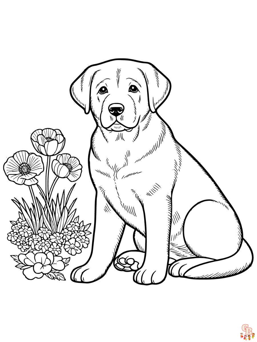 coloring pages labrador retriever