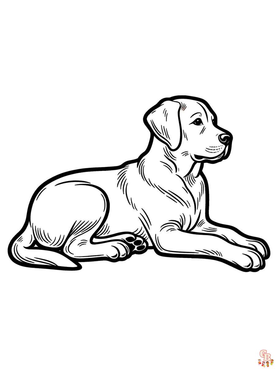 labrador coloring page