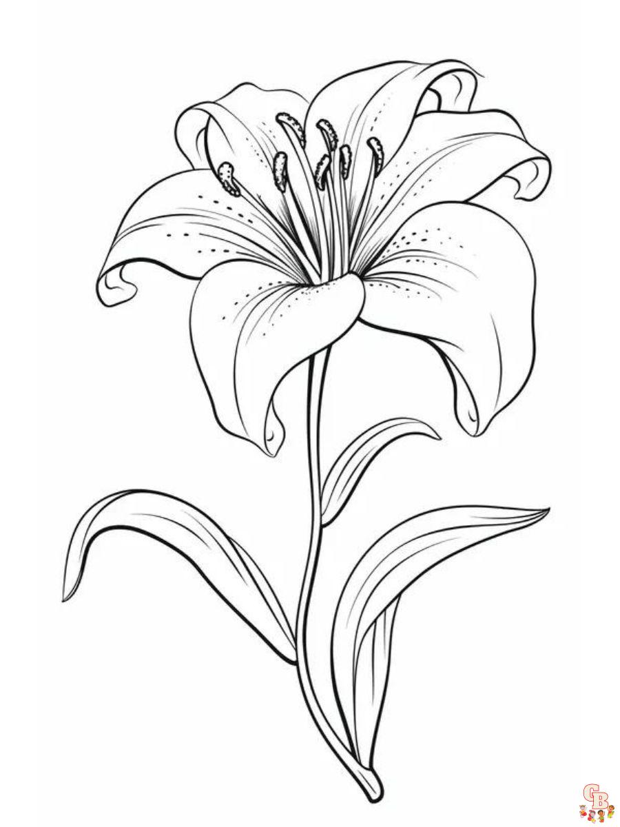 printable lily flower coloring pages