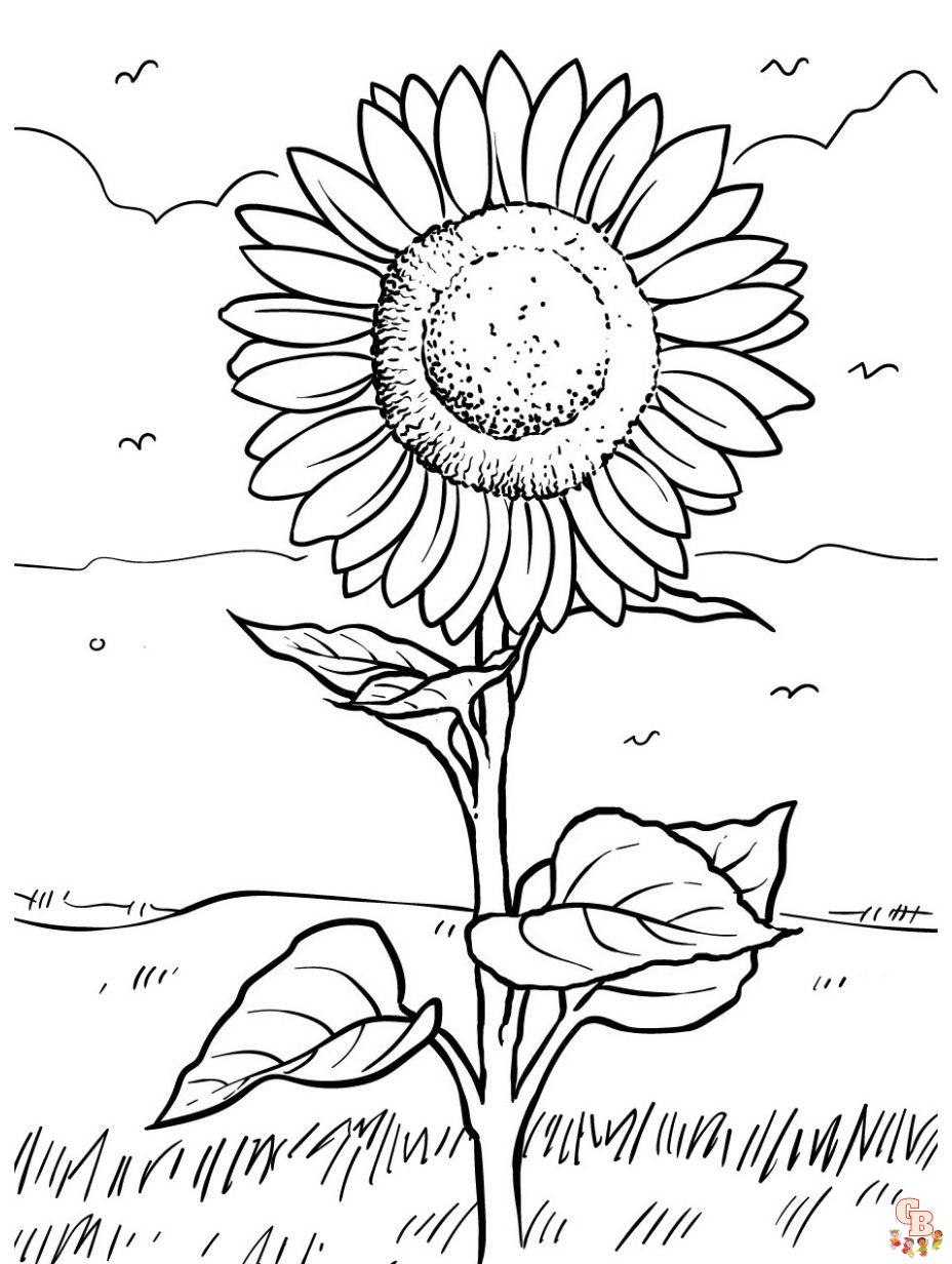 sun flower coloring page